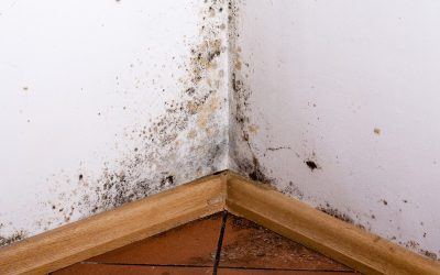 What Humidity Does Mold Grow?