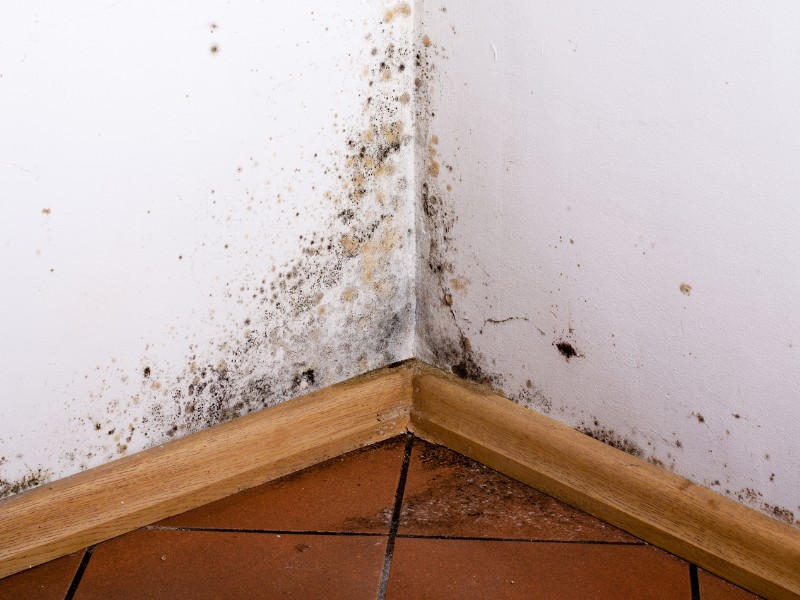 What Humidity Does Mold Grow?